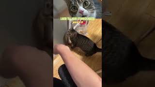Laugh Till Your Stomach Hurts! Funniest Videos - Part 6
