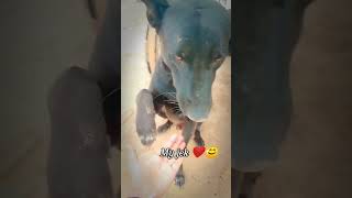 my lovely jek❤️🐕 #lovely_dog #dogshorts #dogsofinstagram #dogvideos #dog_features ❤️🌺😊🥰😍🧿😎🥰😍🤩