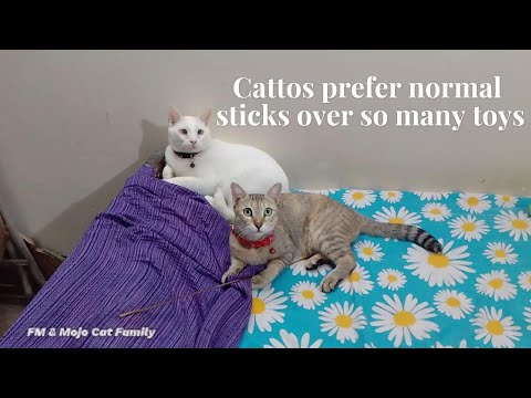 Cattos prefer normal sticks over so many toys  🤭🤩😍