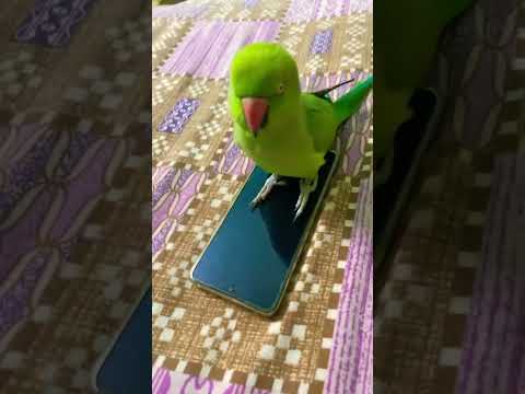 Aaj to parrot mobile Chala rha #greenparrot #parrotsound