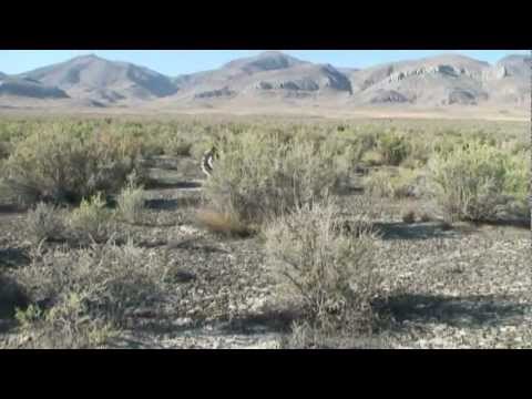 Jack Rabbit running from Harris Hawk