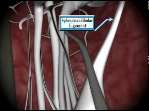 An Animated Tour of the Inferior Alveolar Nerve Block Injection
