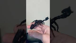 Athena The Asian Forest Scorpion 🦂 #scorpion #arachnid #asiawildlife #wildlife
