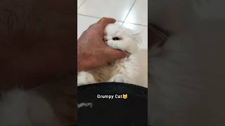 My Cute Grumpy Cat🥰 #cutecat #grumpycat #catlovers