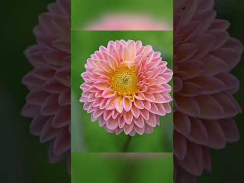 Top #5 flowers 🌹🌼🌻🌸🌺 #part1 #ytshort #khulkekhel