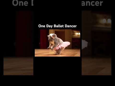 #KoalaBallet #BalletFail #CuteAndFunny #KoalaComedy #無尾熊芭蕾 #FunnyAnimals #DanceKoala #AnimalComedy