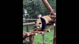 Panda cub first takes a tumble off the bridge, then drops again— Its pal’s like “huh?!”#panda #funny
