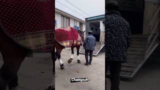 #toshkent