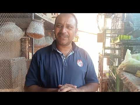 birds ko box under lagana chahiye ke bahir