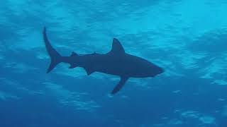 Scuba Diving the Great Barrier Reef aboard Spirit of Freedom live aboard