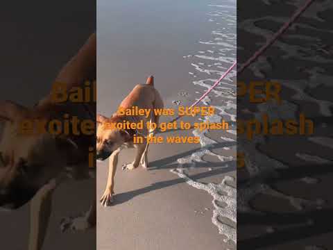 Toes In The Water Dog In The Sand #cutepuppy #ocean #sunset #saltlife #doggo #gorgeous #oceanlife