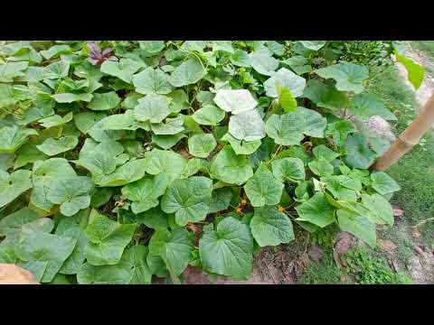 fruiting in vegetable