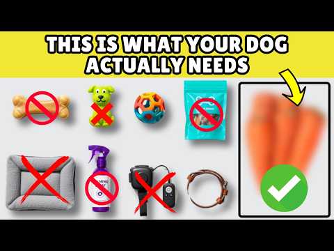 9 Hidden Dog Accessories Big Brands Are Keeping SECRET on Purpose