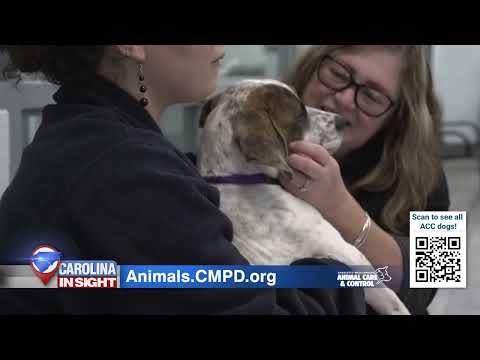 cmpdac&c carolinainsight longform