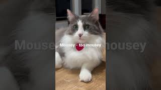 Our #cats & their #catproblems 1 #catlife #cutenessmonsters