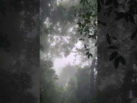 🦌 Andharban Jungle Trail 🦌 #forest #foresttrail #rain #nature #tracking #foresttrekking #jungle