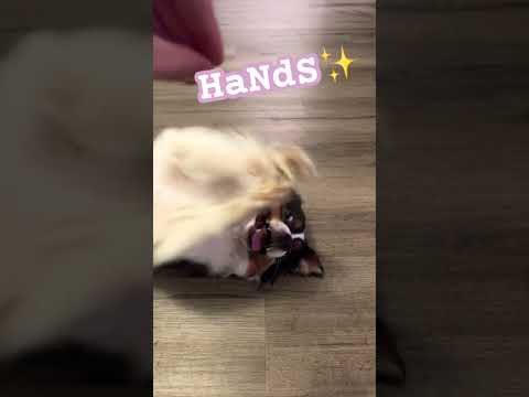The trick I accidentally taught my dog… 🤪🐾🦴 #classicalmusic #dogs #tricks #funny #dog #lol #cute