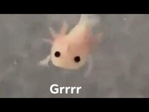 Grrrr | CounterBlox & CsGo Montage