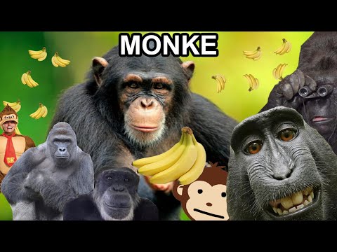 The History of Monke
