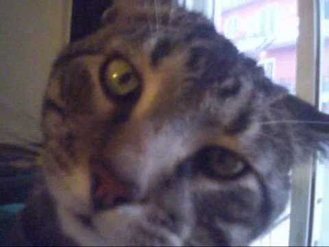 Cute cats like to cuddle