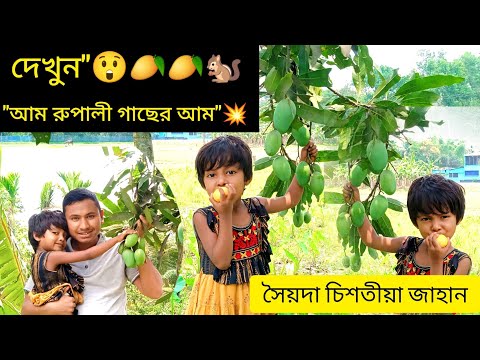 পাকা আম, রুপালী জাত ২০২৫ || #রুপালী_আম#রুপালী_জাত