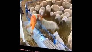 That was expected.#sheep #work #fails #workfails #farm #farmerlife #farmer #agriculture #worker