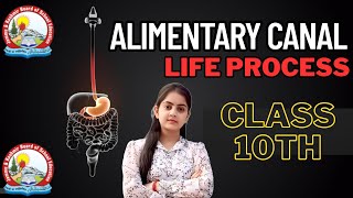 Life Processes | Alimentary Canal | Class 10th | JKBOSE