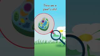 Plant cells #shorts