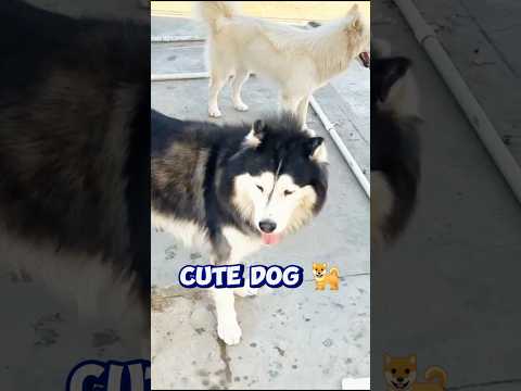 My Dog is Smarter than Simba and husky | Dogs Compilation #Shorts #funnydogscompilation #dogs #viral