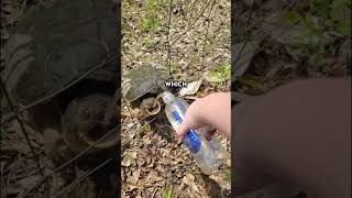 Crimes against turtles