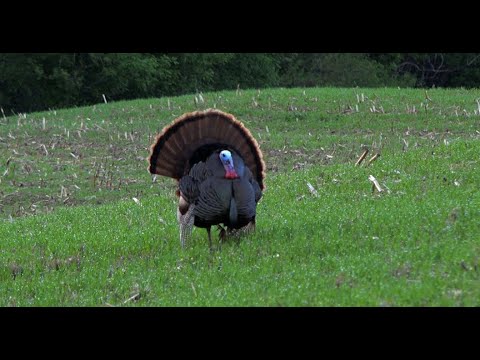 Iowa turkey bowhunt