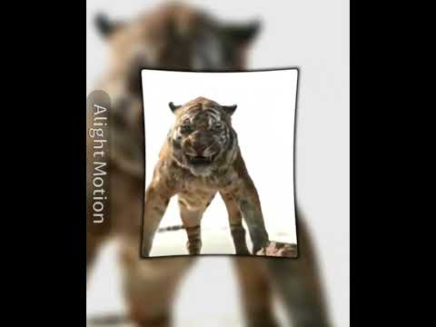 Shere Khan VS Blue (JWFK) | #shorts #edit