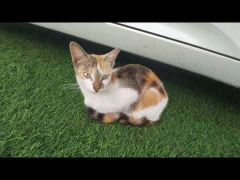 2020 Honda Accord (Sport Edition)