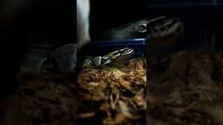 Michonne🪐 #ballpython #royalpython #reptile #breeder #jungleboxexotics #jungleboxexotics