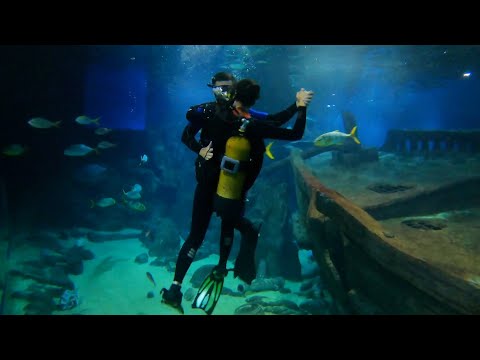 Sochi Discovery World Aquarium Diving