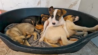 From Morning to Evening: A Shelter Day with Love Furry Friends