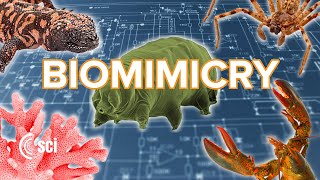 Biomimicry: 5 Amazing Technologies Inspired by Nature