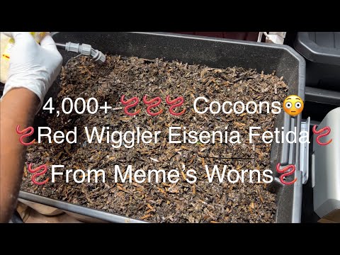 4,000+ Red Wiggler Cocoons Update. #redwigglers #eiseniafetida #wormfarming #worms #cocoon