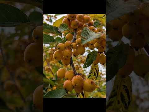 Autum stroll #november #naturelovers #photography