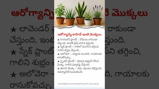 Best Indoor Plants for Health & Fresh Air  | 5 Healthy Plants You Must Have at Home