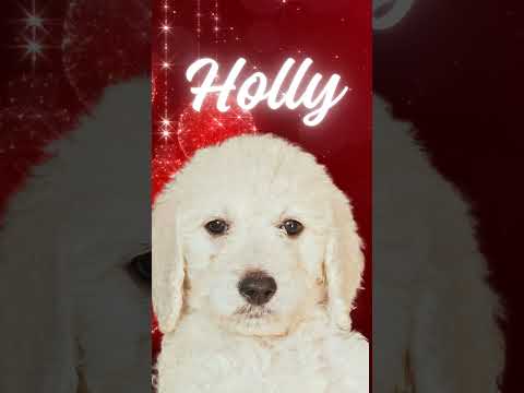 SuperDog Doodles English Cream "TeddyBear" Goldendoodles home by Christmas!  www.superdogdoodles.com