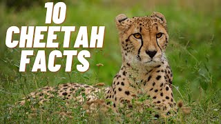 10 Cheetah Facts | Facts About Cheetah | Cheetah Facts | Cheetah Facts For Kids | Animals Facts |