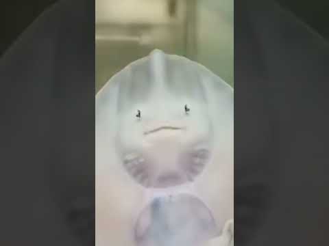 this cutie called the thornback ray or also called Raja clavata. #shorts #videos #viral #youtube