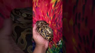 Building that Lace Gang! Newest pick up!! #ballpython #royalpython #reptiles #pets #snaketalk
