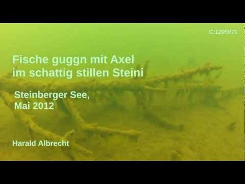 Fische guggn im schattig stillen Steinberger mit Axel 2012