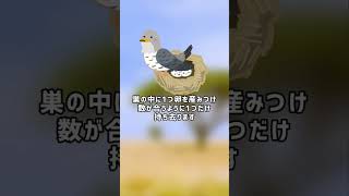 カッコウ　托卵　ショートver　【ぴえん過ぎる生き物紹介】