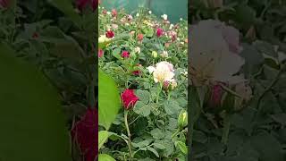 #nilavukuenmelennadikobam #KadhalFail #neek #trending #viralshorts #pavish #shorts