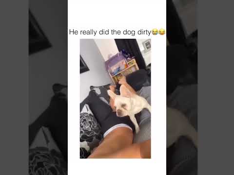 so wrong! #dogshorts #youtubeshorts #fartshorts