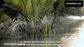 Most beautiful places in Bangladesh | shundarban |Cox’ Bazar | Himchori are nice turist places in BD