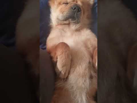 There was Simba... but he passed. Only one left is this baby ❤️ #NalaTheChow